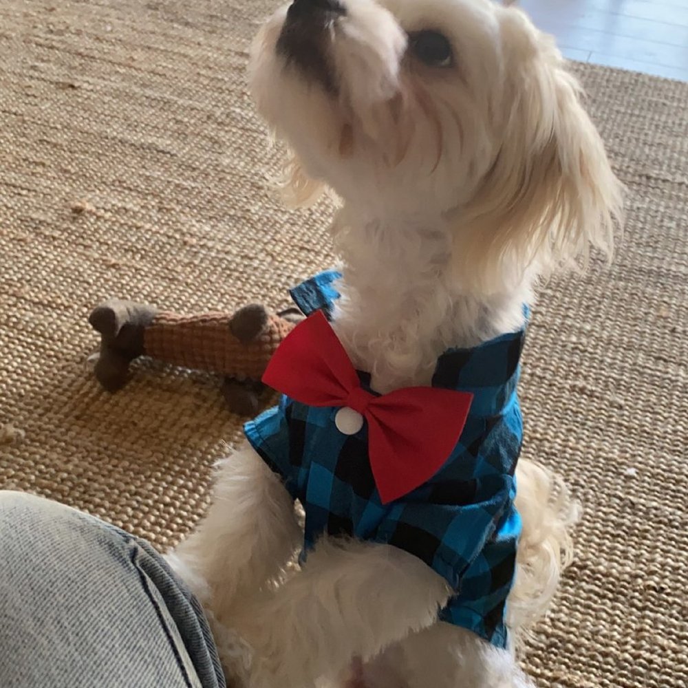 Fashion dog and cat shirts, plaid bow tie shirts. - Picture 8 of 9